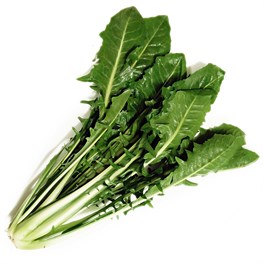 CICORIA CATALOGNA BIO (BG)